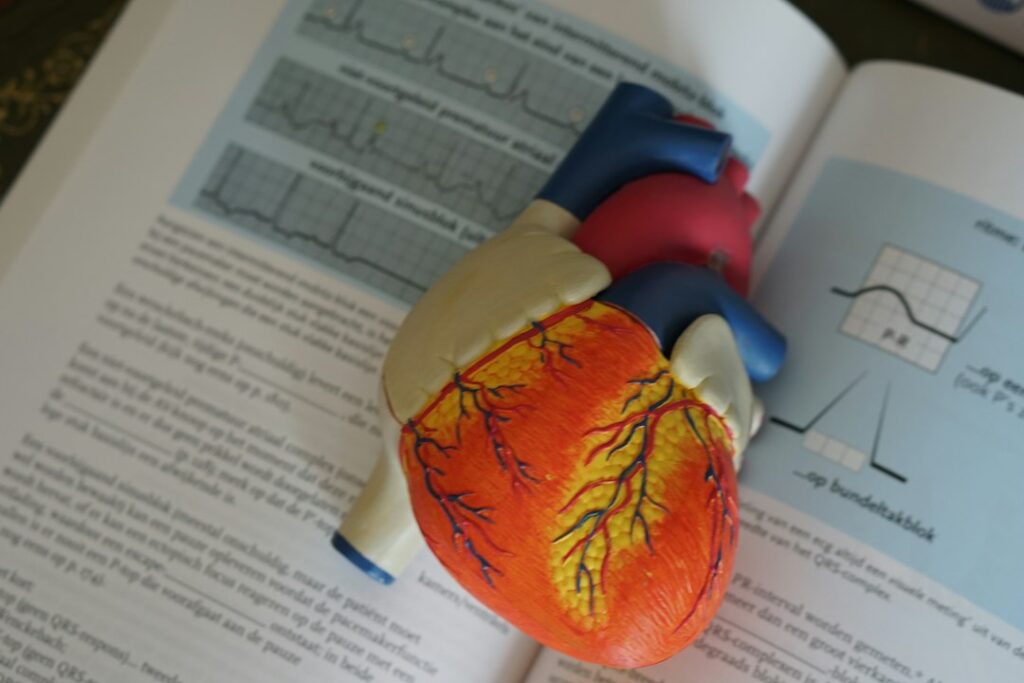 Love for biology: a heart model used to explain how the heart works